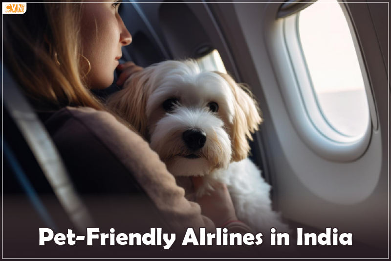 4 Pet Friendly Airlines in India
