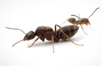 Ant Pest Control Campbellfield , Ant Removal Campbellfield, Pest Control