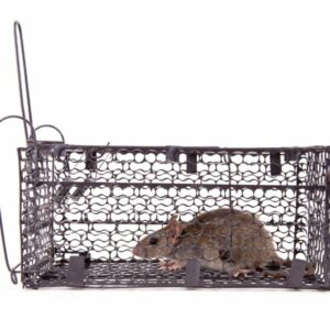 Rat Removal Murrumbeena, Mice, Rodent Control Murrumbeena
