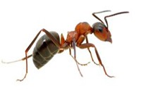 Ant Pest Control Aberfeldie, Ant Removal Aberfeldie, Pest Control Near me
