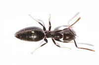 Ant Pest Control Bundoora, Ant Removal Bundoora, Pest Control Near me