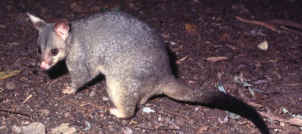 Possum Removal Melbourne Prices, Possum Removal Cost Melbourne