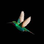 Birds Profile Picture